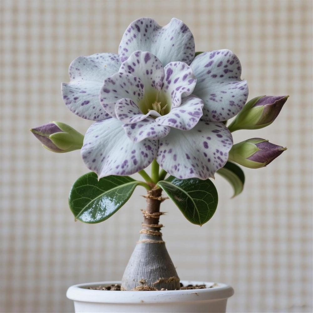 Lebende Pflanzen,Winterhart pflanzen, Mehrjährige Blumenzwiebel ist winterhart, Mysteriöse magische Glühbirne, Blumenzwiebel Mix,3 years-1 Wüstenrose knollen -I