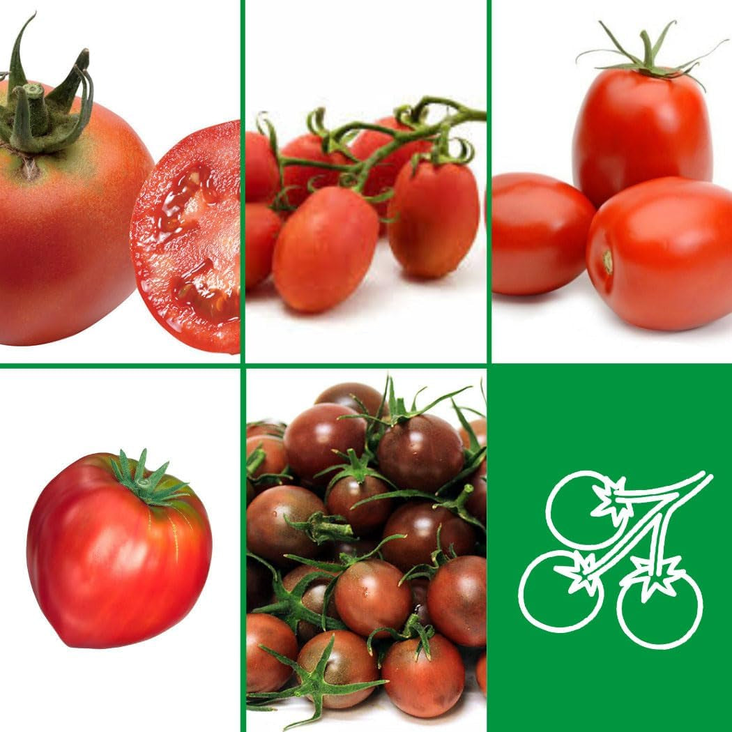Nojus - Tomaten Samen Set – 10 Sorten – Verschiedene Tomatensamen Starter Kit - 10 Packen – Garten Samen Pflanzen Saatgut – Samen Gemüse Box 10 Sorten – Saatgut Box – Saat/Seeds