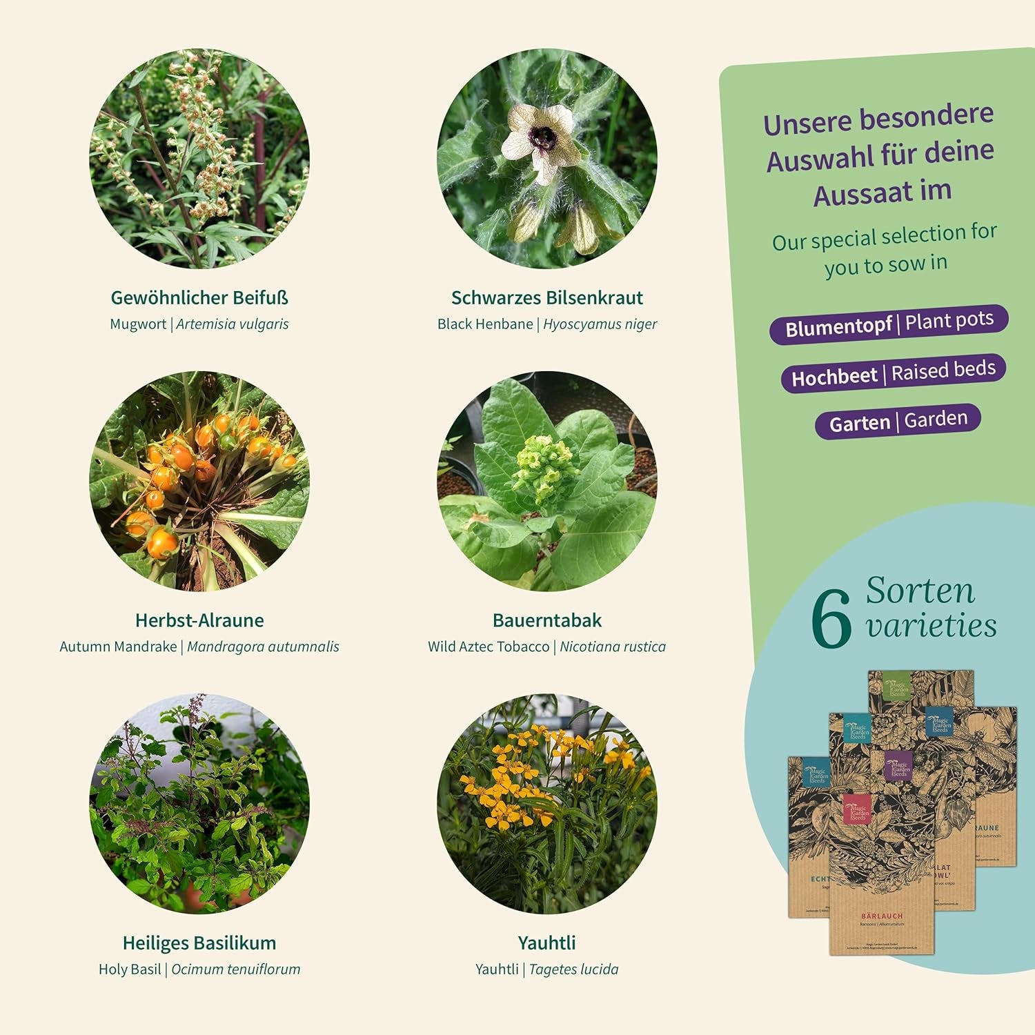 Nasiona magicznego ogrodu - Zaczarowane rośliny z 6 magicznymi ziołami: piołun, piołun, mandragora i inne - Kadzidełka do samodzielnego wzrostu i dawania w prezencie