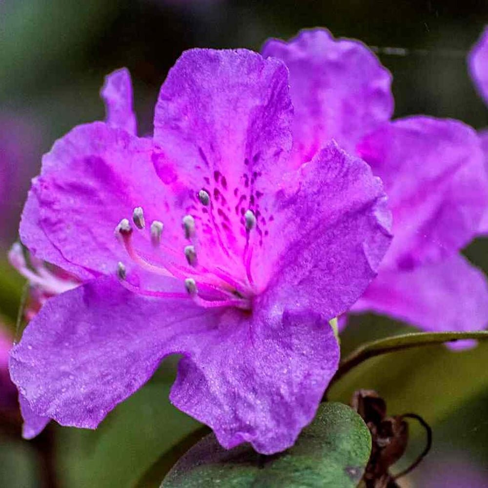 LILA AZALEA JAPANISCHER IMMERGRÜNER STRAUCH ROBUSTE GARTENPFLANZEN IM 2L TOPF X B1