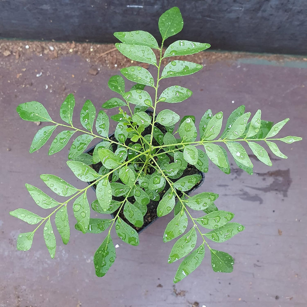 1 Curryblatt Baum | Murraya Koenigii | Aus Samen gezogen | Selten in der EU | Indische & Sri Lankische Zimmerpflanze | 10-15cm Höhe in 7cm Topf | Curry Pflanze | Bergera Koenigii