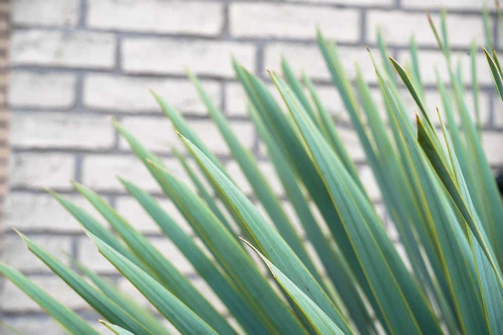 Trendyplants - Yucca Rostrata - Winterhart - Gartenpflanze - Höhe 70-90 Cm - Topfgröße Ø30Cm