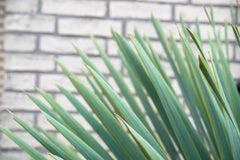 Trendyplants - Yucca Rostrata Am Stamm - Winterhart - Gartenpflanze - Höhe 60-80 Cm - Topfgröße Ø30Cm