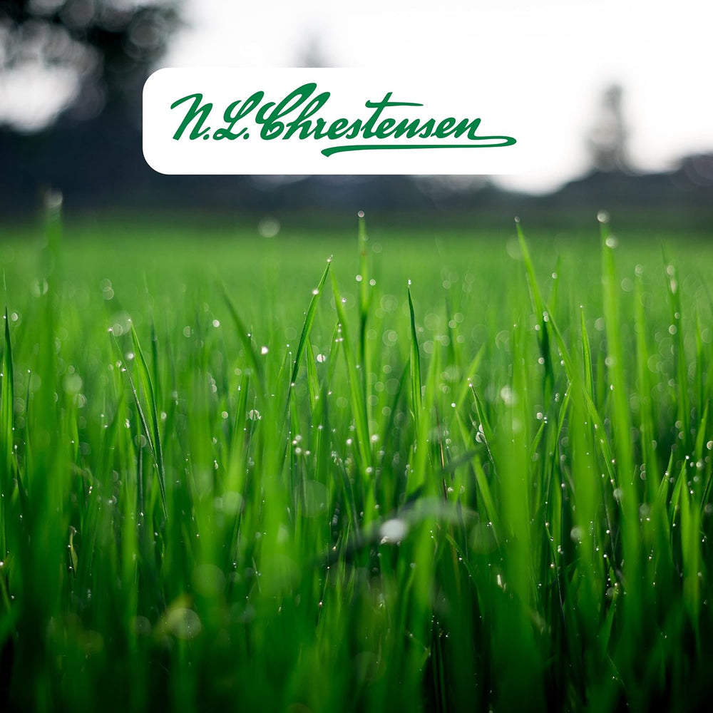 Premium Katzengras Samen Chrestensen Gartenkinder, Grassamen Schnellkeimend Mit Anleitung Für Kinder, 1 Dose Für Ca. 2-2,5 M² Katzengras Fertig Gewachsen, Natürliche Katzen Leckerlies Zu Hause