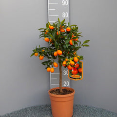 SAVINI VIVAI Kumquat-Pflanze, Chinesischer Mandarin-Kumquat-Zitrusbaum Im 20 Cm Topf, Höhe 70 Cm, 2-3 Jahre Veredelung, Hergestellt in Italien