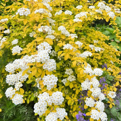 Spiraea, Spiraea Salicifolia, Winterharte Für Garten Sträucher Blumensamen Gastgeschenk Winterfeste Für Balkon Gartenarbeit Geschenk Gartenpflanzen 80Samen