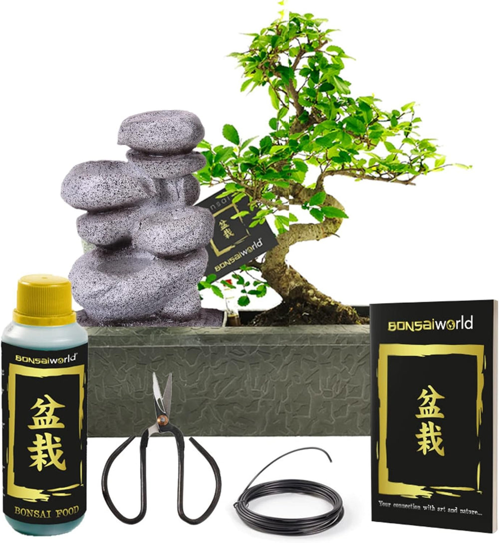 Vdvelde.Com - Bonsai-Starter-Set Buddha-Wasserfall - • Buddha-Wasserfall-Set Mit Netzstromanschluss • 30 X 13 Cm ↥ Ca. 30 Cm • Inkl. Pflegeleichtem Wassersystem + Pflegeset
