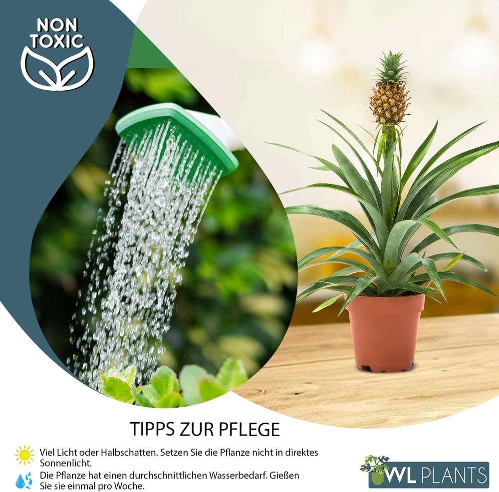 Zimmerpflanzen Set 2Er - 2X Ananas Comosus - Bromelia - Pflanzen Höhe +/- 45Cm Inkl. Topf Ø 12Cm - Aus Professioneller Zucht - Grünpflanzen Zimmerpflanzen - Topfpflanzen Echt