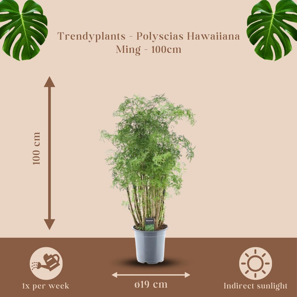 Trendyplants - Polyscias Hawaiiana Ming - Aralia - Zimmerpflanze - Höhe 80-100 Cm - Topfgröße Ø19Cm