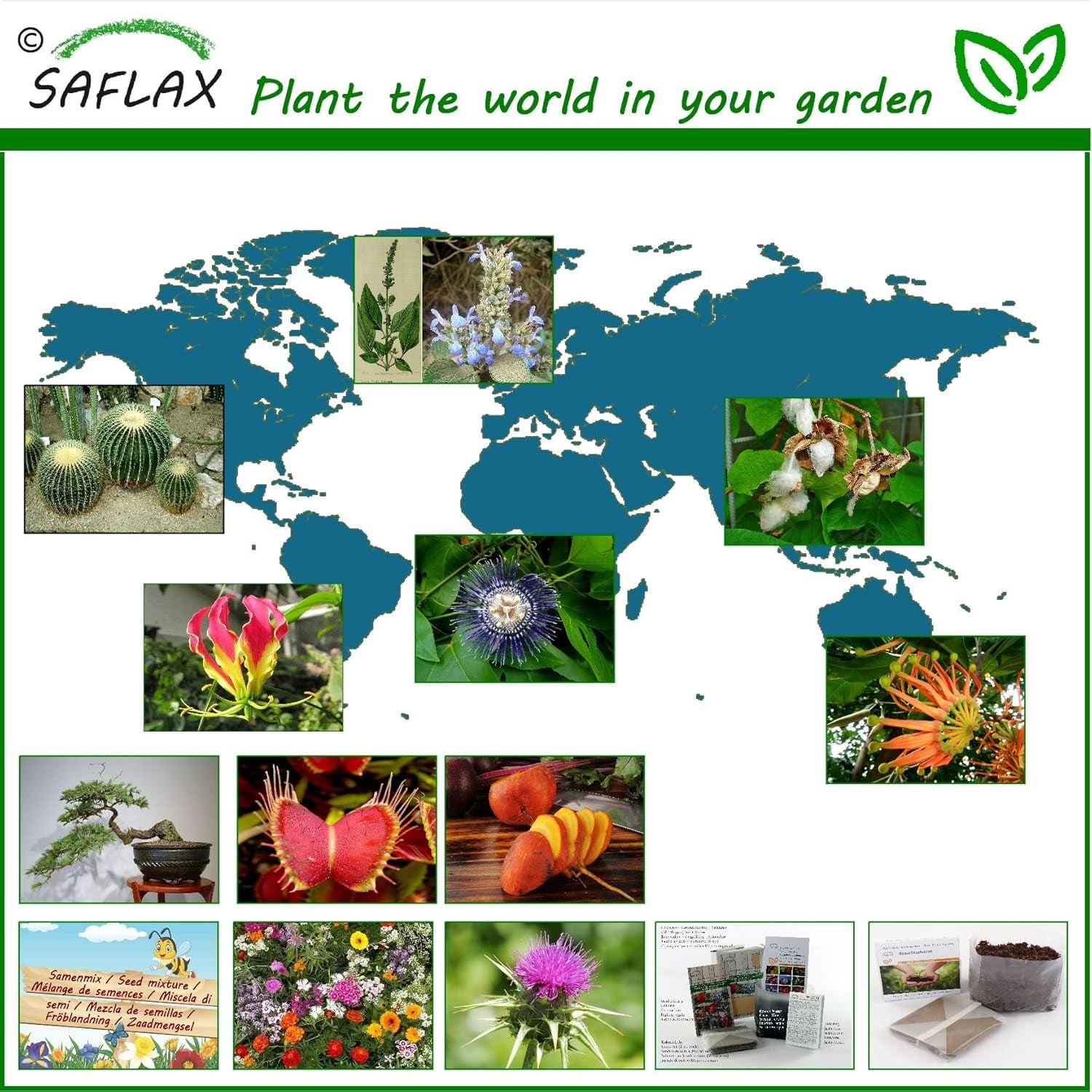 SAFLAX - Afrikanischer Tulpenbaum - 30 Samen - Spathodea Campanulata