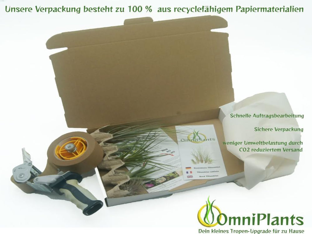 Tillandsien 5Er-Mix Mit EXTRA T. Fuchsii Var Gracilis, Luftreinigende Air Plants, Pflegeleicht, Natürliche Deko, Gärtnereizucht