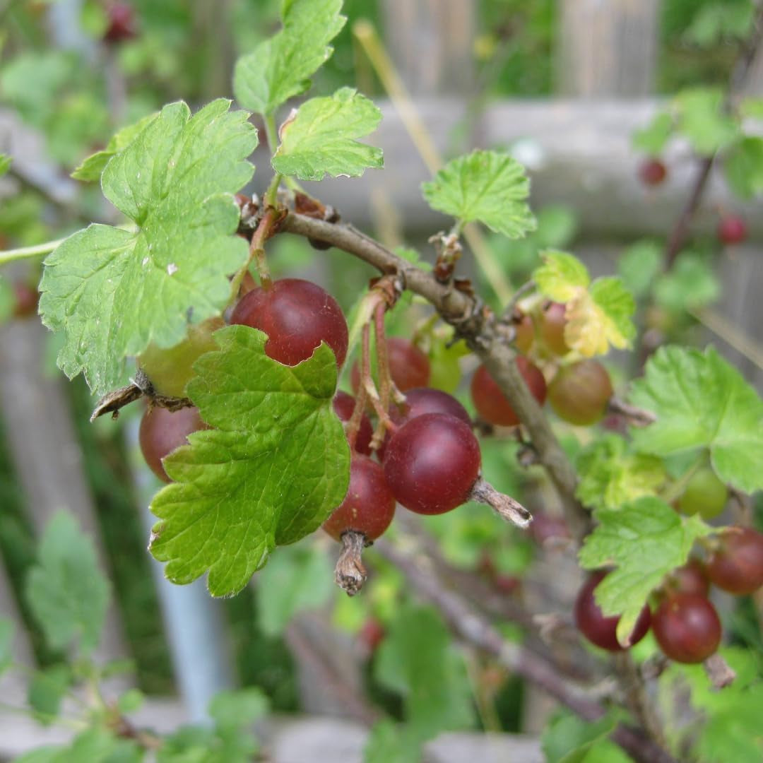 Rote Stachelbeere - Obstpflanze Auf Blumentopf 20 - Baum – 2 Jahre Anbau Italien