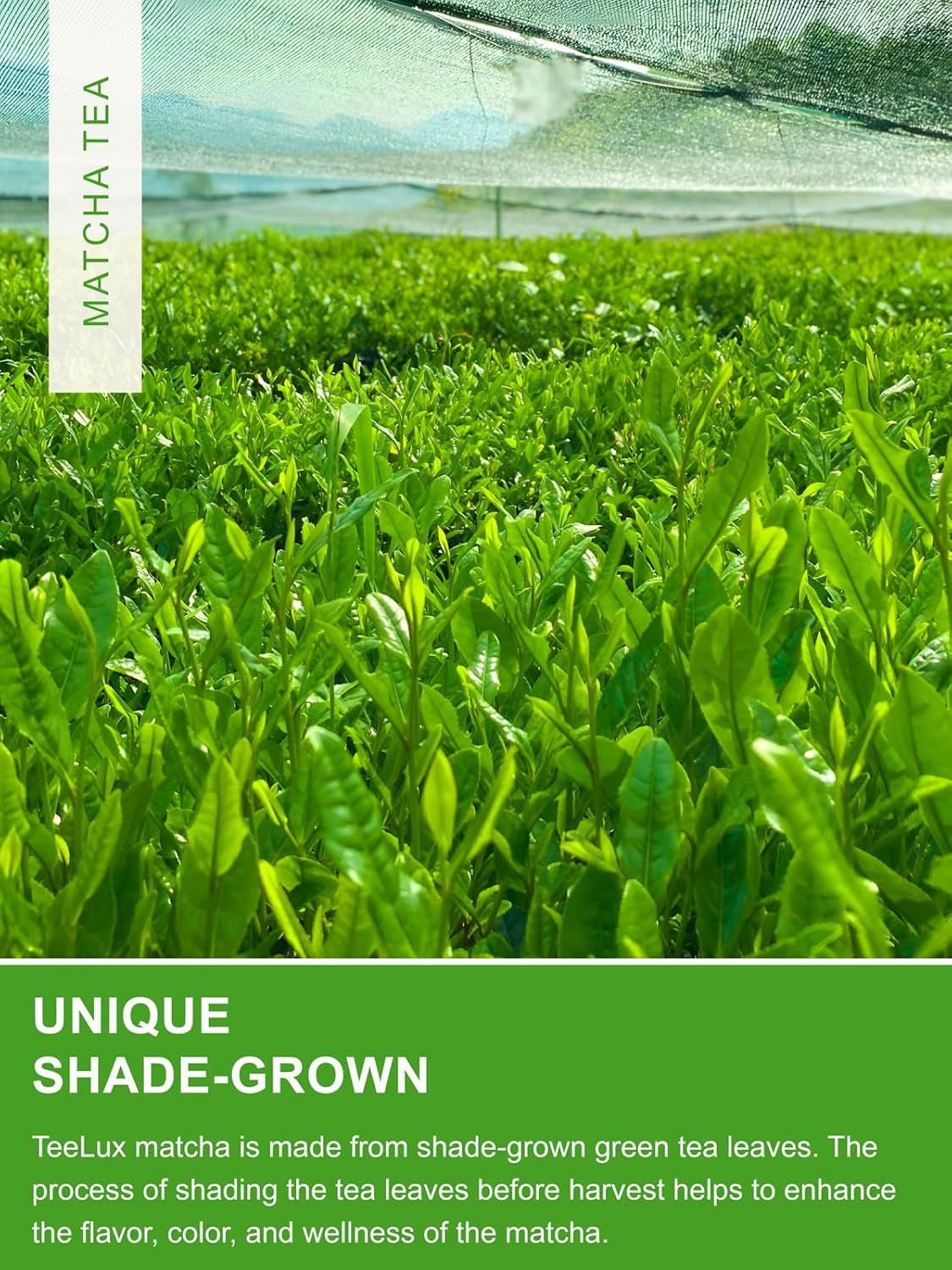 Teelux Matcha pulbere de ceai verde de ceremonie 100 g, vegan, pulbere de ceai verde Matcha premium vibrant, 100% frunze de ceai pure măcinate cu piatră, prima recoltă