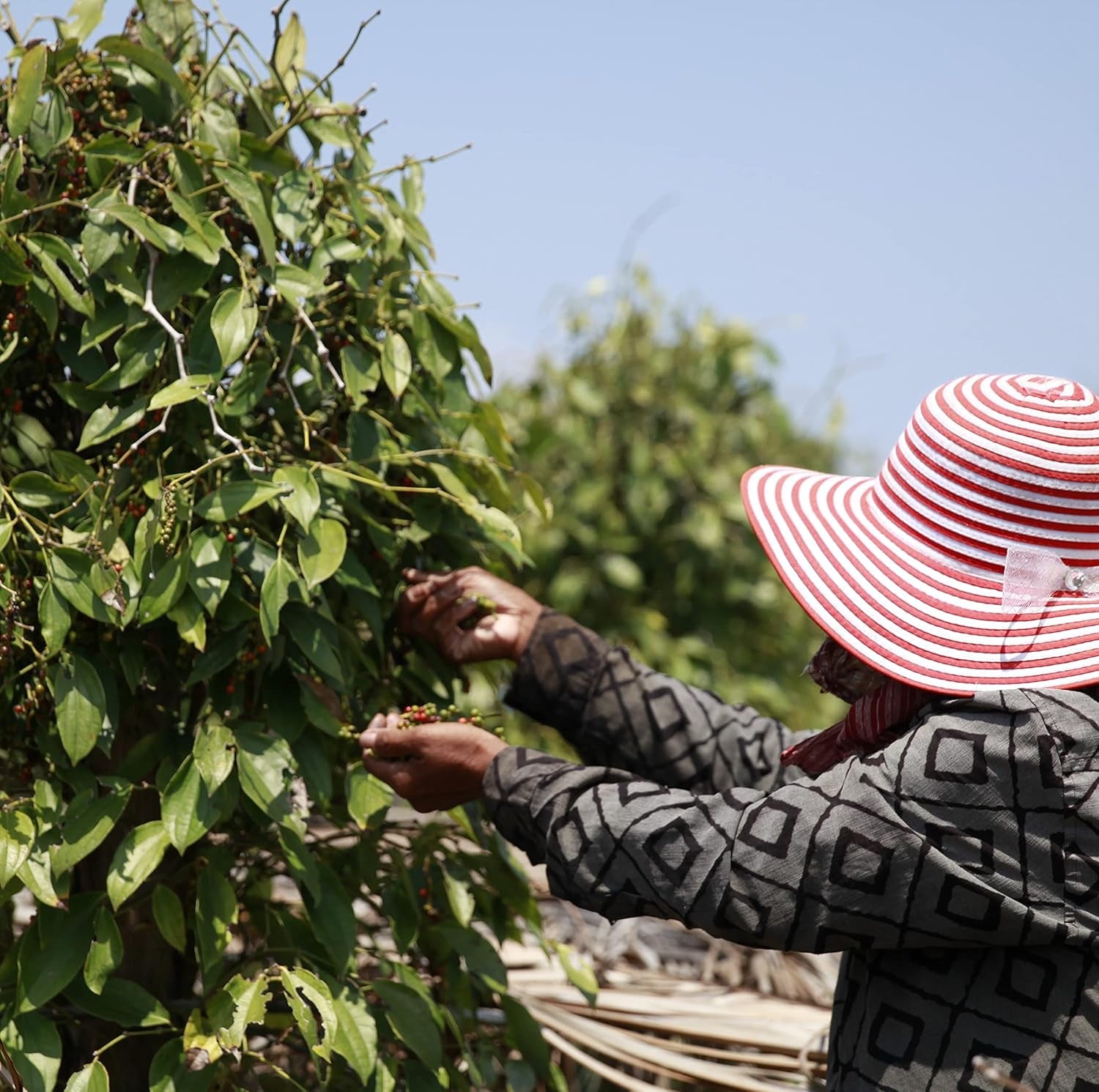 Bar Przypraw Roter Kampot Pfeffer, Premium Auslese aus Kambodscha (1 x 70g)