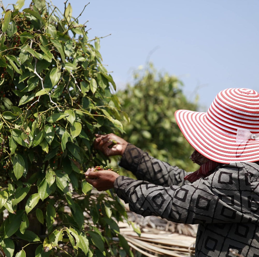 Bar Przypraw Roter Kampot Pfeffer, Premium Auslese aus Kambodscha (1 x 70g)