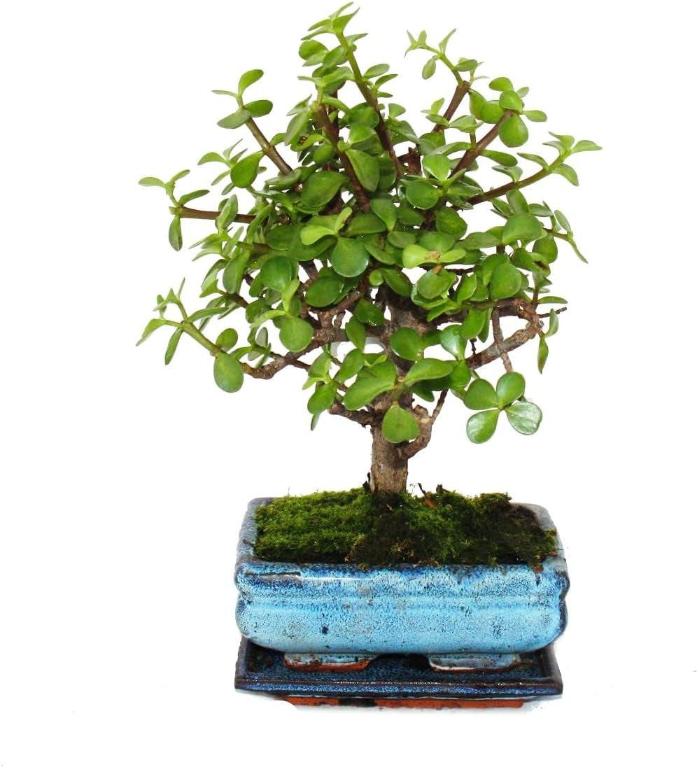 Exotenherz - Bonsai - Portulacaria Afra - Jadebaum - Afrikanischer Elefantenbaum - Ca. 4-5 Jahre - Kugelform