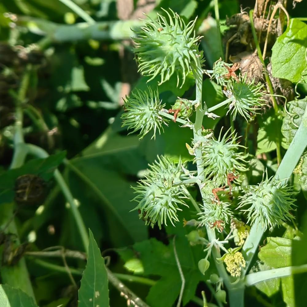 Rizinus, Exotische Gartenpflanzen Rizinussamen, Heilkräuter Kräuterpflanzen Kräutersamen, Gartenkräuter Nachhaltige Geschenke Topfpflanzen 300Samen