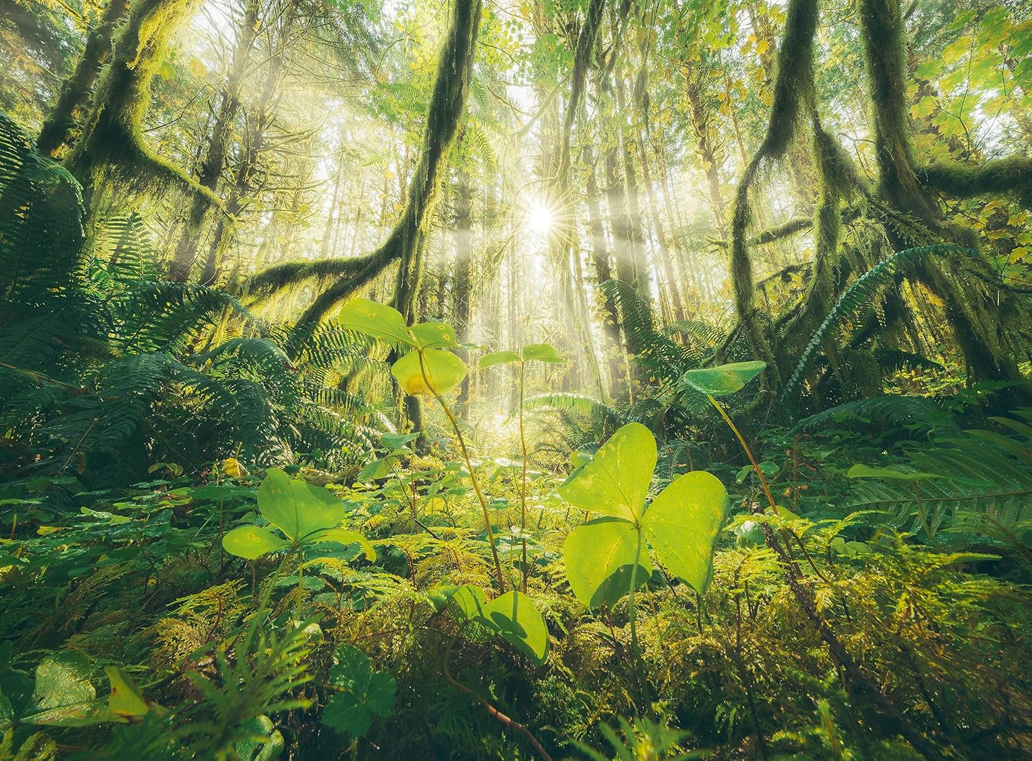 Ravensburger Puzzle - 4 Seasons - 4X 500 piese puzzle jigsaw pentru adulți și copii cu vârsta de peste 12 ani Puzzle Naty Shop