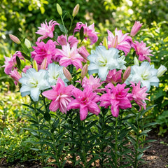 Odporne cebulki lilii wieloletnich - mieszanka orientalnego lotosu - 10 cebul - ekskluzywne holenderskie cebule kwiatowe - do ogrodu i doniczek (duże cebule bez pestek, nie sztuczne)