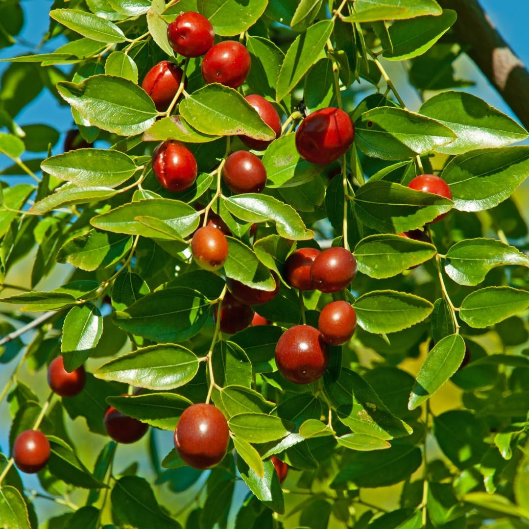 Giuggiolo Giuggiole Chinesisch - Obstpflanze Antik Auf Blumentopf 26 - Baum Max 160 Cm – Anbau Italien