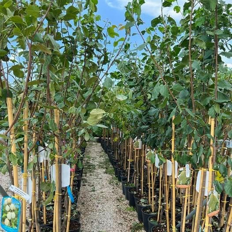 Pappagona-Pflaumen - Obstpflanze Alte Frucht Auf Rasentopf 26 - Baum Max 180 Cm – 4 Jahre Anbau Italien