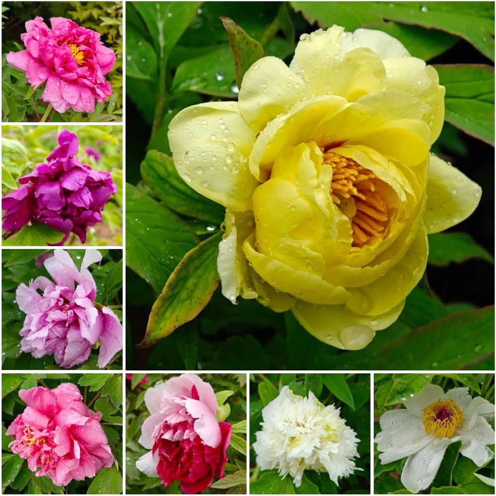 Pfingstrosenzwiebeln Winterhart - Mehrjährige Gartendeko Für Draußen Hochbeete 5Pcs