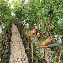 Birnbaum Birne Früh Von Fiorano - Obstpflanzen Auf Blumentopf Einer Vase Von 26 - Baum Max 200 Cm – 4 Jahre Anbau Italien