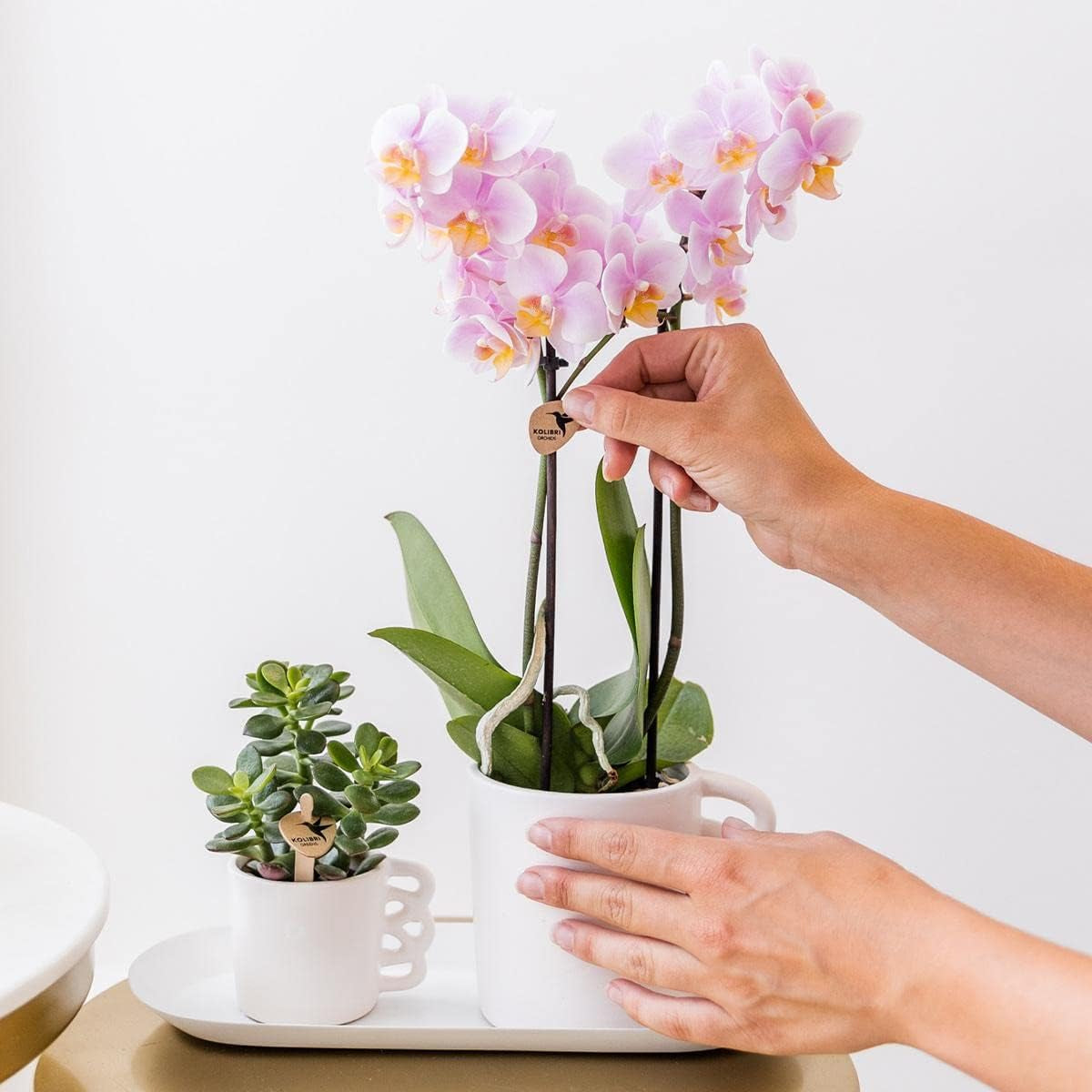 Kolibri Orchids - Überraschungsbox Mix - Pflanzen Vorteilsbox - Überraschungsbox Mit 4 Verschiedenen Orchideen - Frisch Vom Züchter
