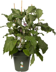 elho Green Basics Ghiveci pentru răsaduri 30 - Ghiveci pentru creștere și recoltare - Ø 30,0 x H 27,7 cm - Verde/Verde frunză