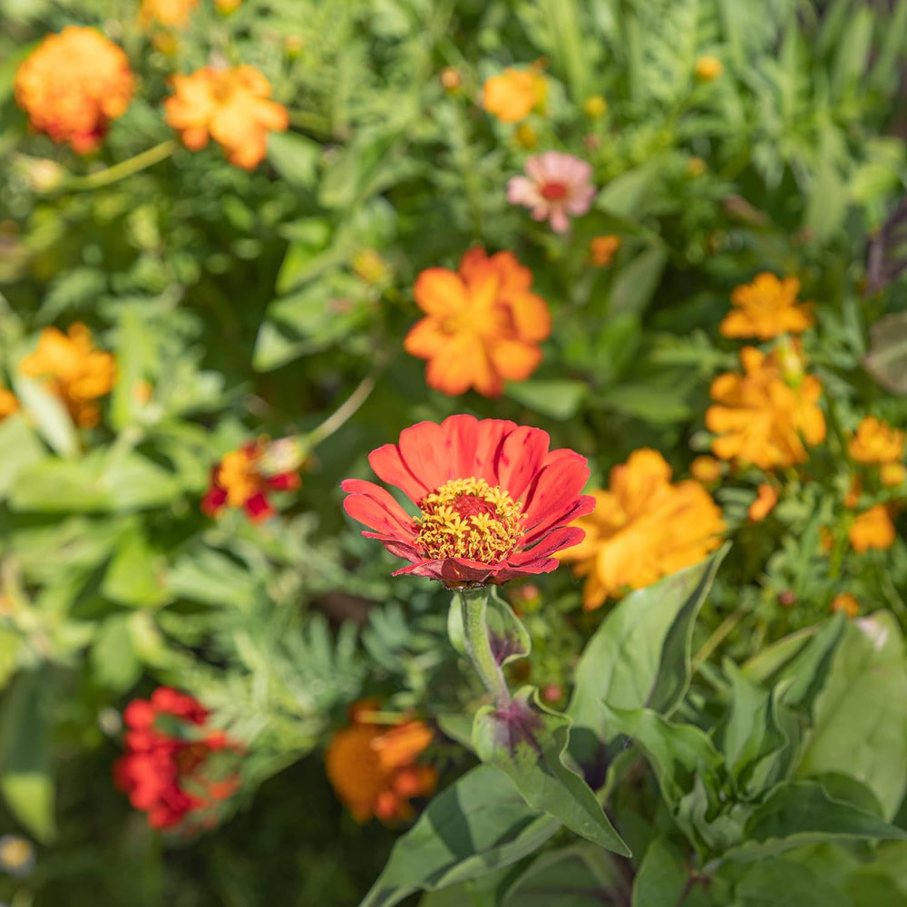 Kolorowa mieszanka kwiatów balkonowych - 2 wysokiej jakości maty z nasionami kwiatów balkonowych Łatwe w uprawie Letnie kwiaty i nasiona dzikich kwiatów z własnych upraw rocznych, przyjaznych dla owadów