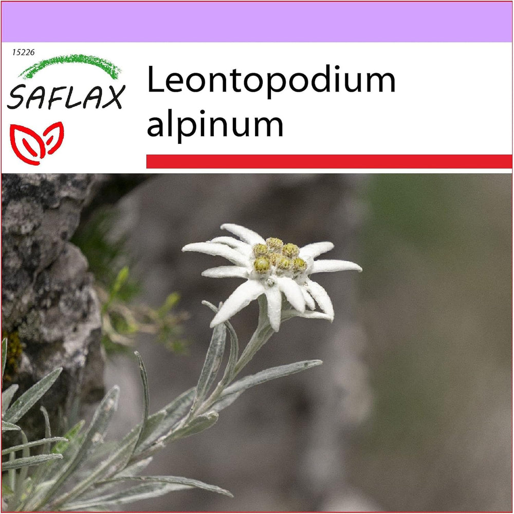 SAFLAX - Heilpflanzen - Edelweiss - 500 Samen - Leontopodium Alpinum