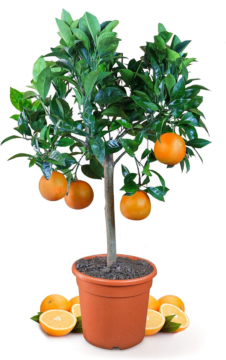 Pomarańcza z Mojej Oranjerii - pomarańcza prawdziwa - roślina cytrusowa - Citrus sinensis - Pomarańcza - szczepiona pomarańcza dla ogrodników (Mezzo [M])