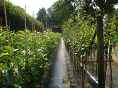 Prunus Avium 'Große Schwarze Knorpelkirsche' 120–150 Cm – Winterhart & Mehrjährig – Kirschbaum – Obstbaum Für Garten & Obstwiese