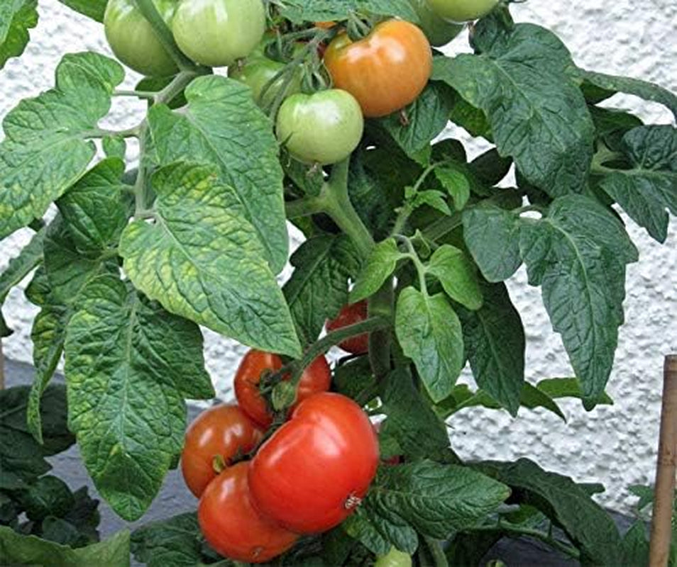 Bio-Tomatensamen Kremser Perle Portion