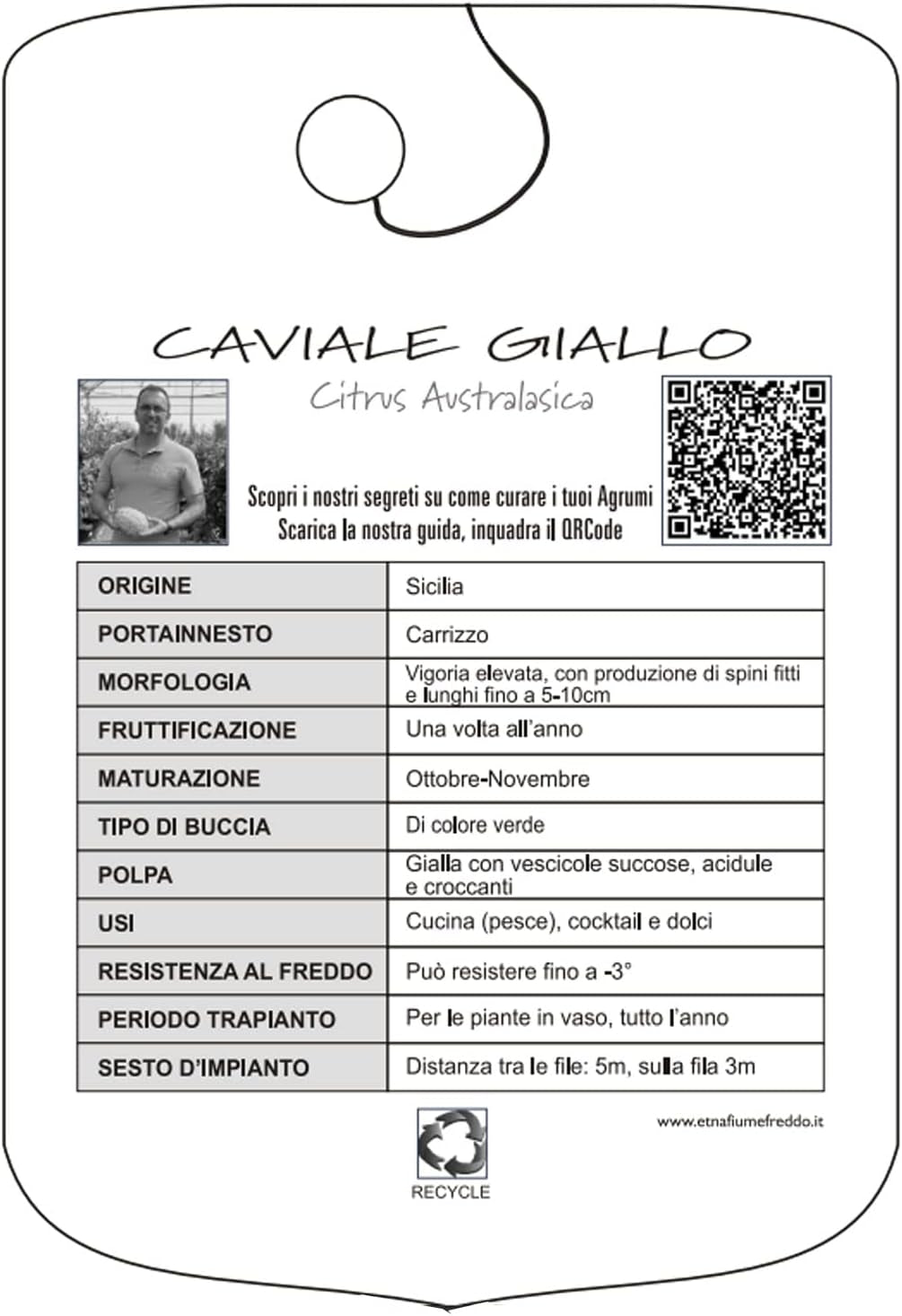 SAVINI VIVAI Zitronenpflanze, Gelber Kaviar, Zitrusbaum, Fingerlimette, Zitronensetzling Im Topf, 20 Cm, Höhe 50–70 Cm, 2 Jahre Veredelung, Hergestellt in Italien