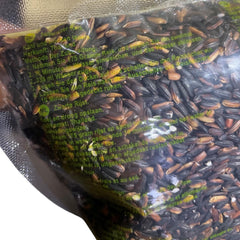 ROYAL THAI RICE - Ryż kleisty czarny - 10 x 1 kg - Opakowanie zbiorcze