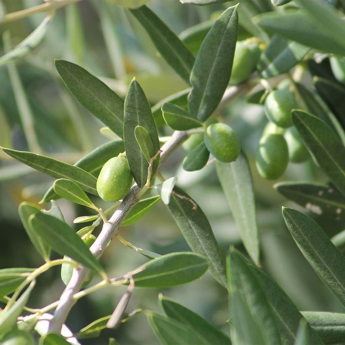 Bloomique - Olea Europaea - Olivenbaum Echt - Gartenpflanzen Winterhart - Höhe 80-90 Cm - Topf 19 Cm