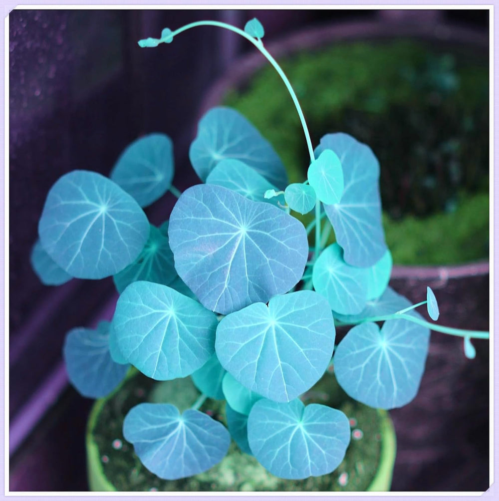 Mieszanka cebul kwiatowych, żarówka Mystery Magic, odporne sadzenie, odporna na zimę wieloletnia cebula kwiatowa, odporne cebule-3 cebule orchidei