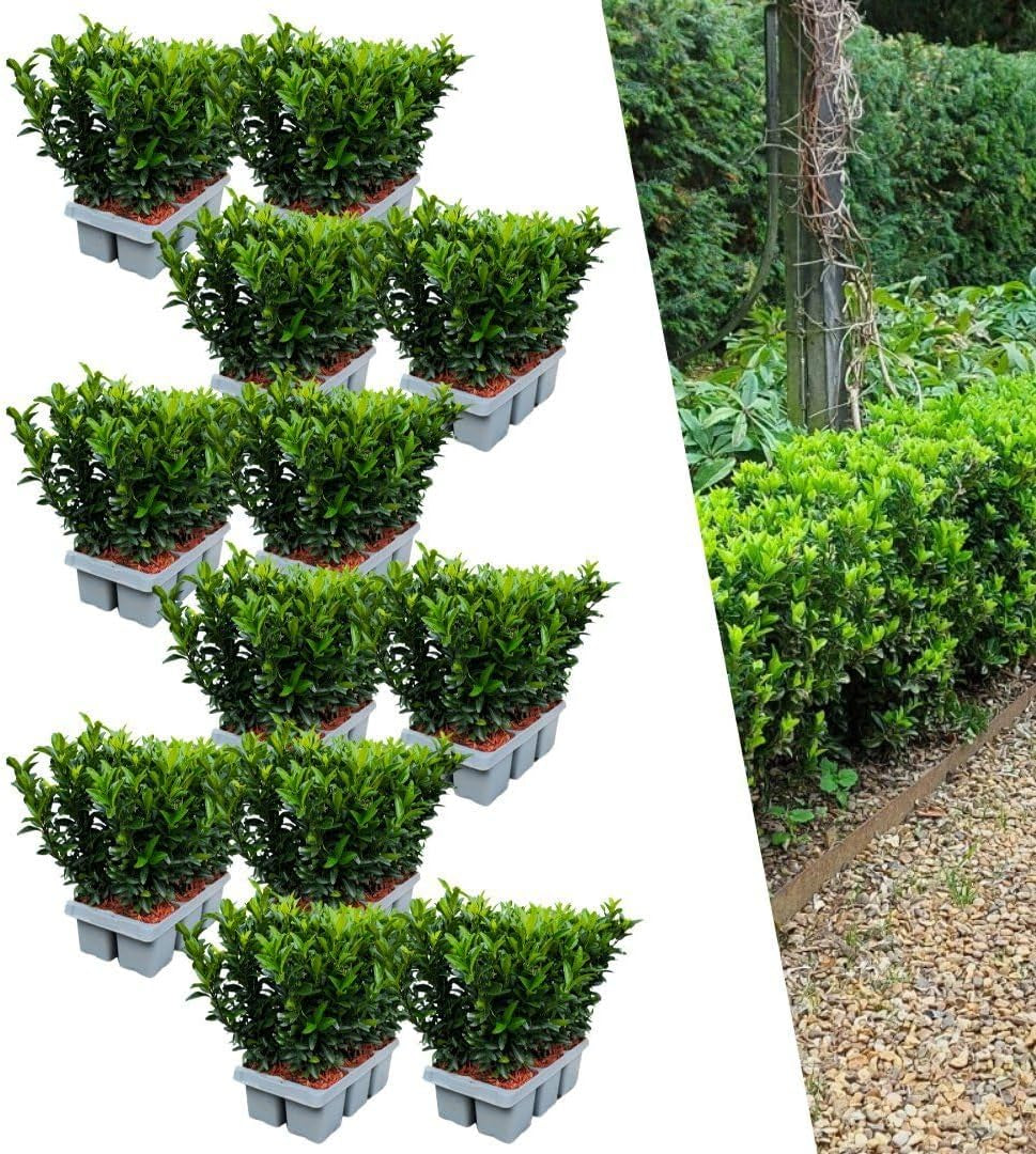 Plants by Frank | 48 Grüne Spindelstrauch Heckenpflanzen | Euonymus Japonicus 'Green Spire' | Japanischer Spindelstrauch | Buchsbaum Ersatz | Winterhart | Immergrüne Hecke | Gartenpflanzen