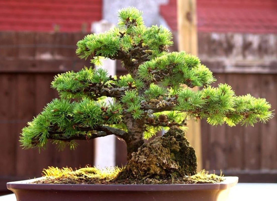 SAFLAX - Bonsai - Europäische Lärche - 75 Samen - Mit Keimfreiem Anzuchtsubstrat - Larix Decidua