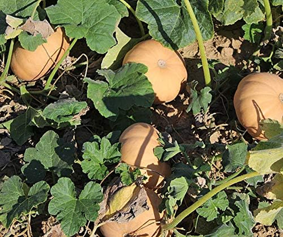 Butterkin F1 Kürbissamen Von Bobby-Seeds Portion