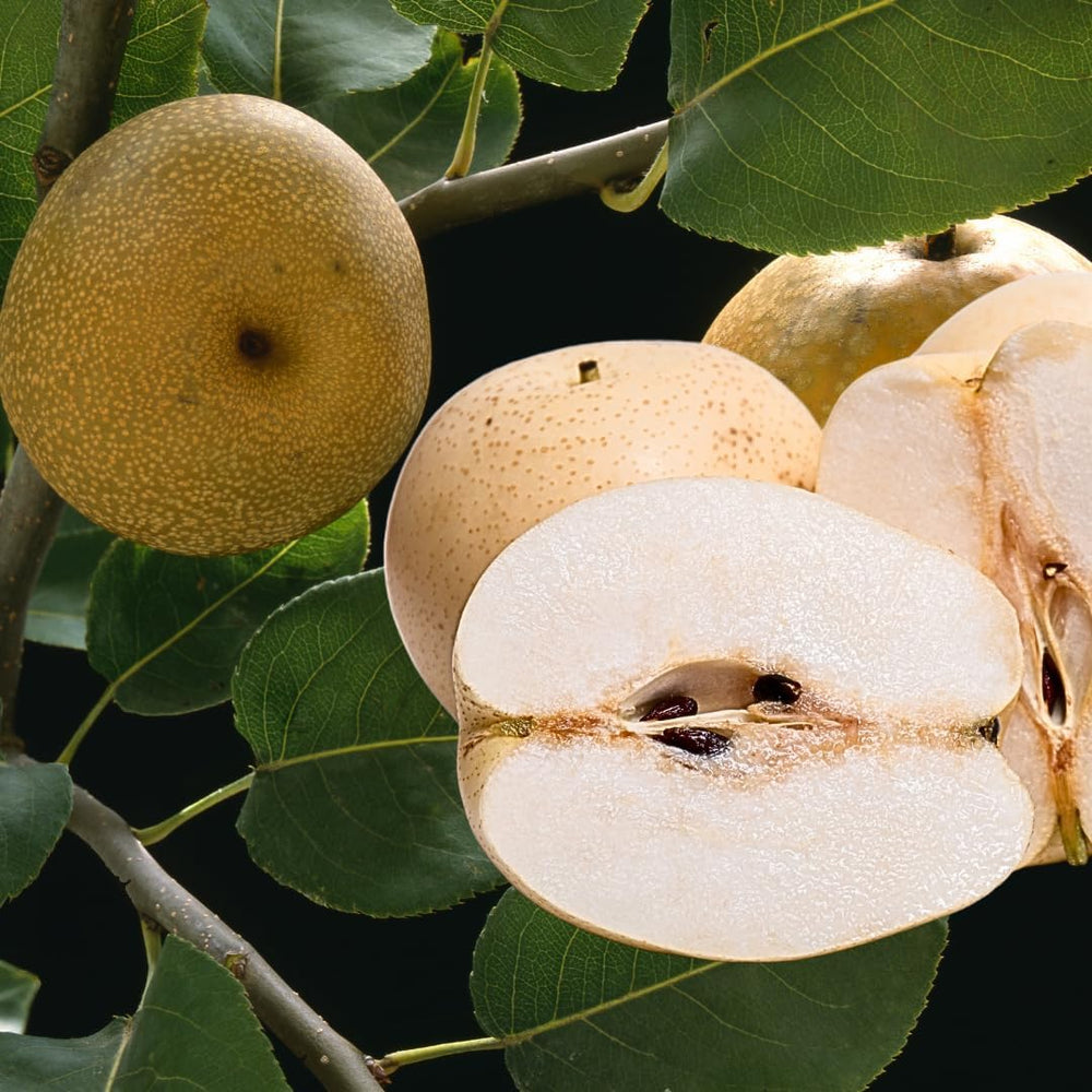 Nashi Shinseik - Obstpflanzen Antik Auf Blumentopf Einer Vase Von 26 - Baum Max 200 Cm – 4 Jahre Anbau Italien