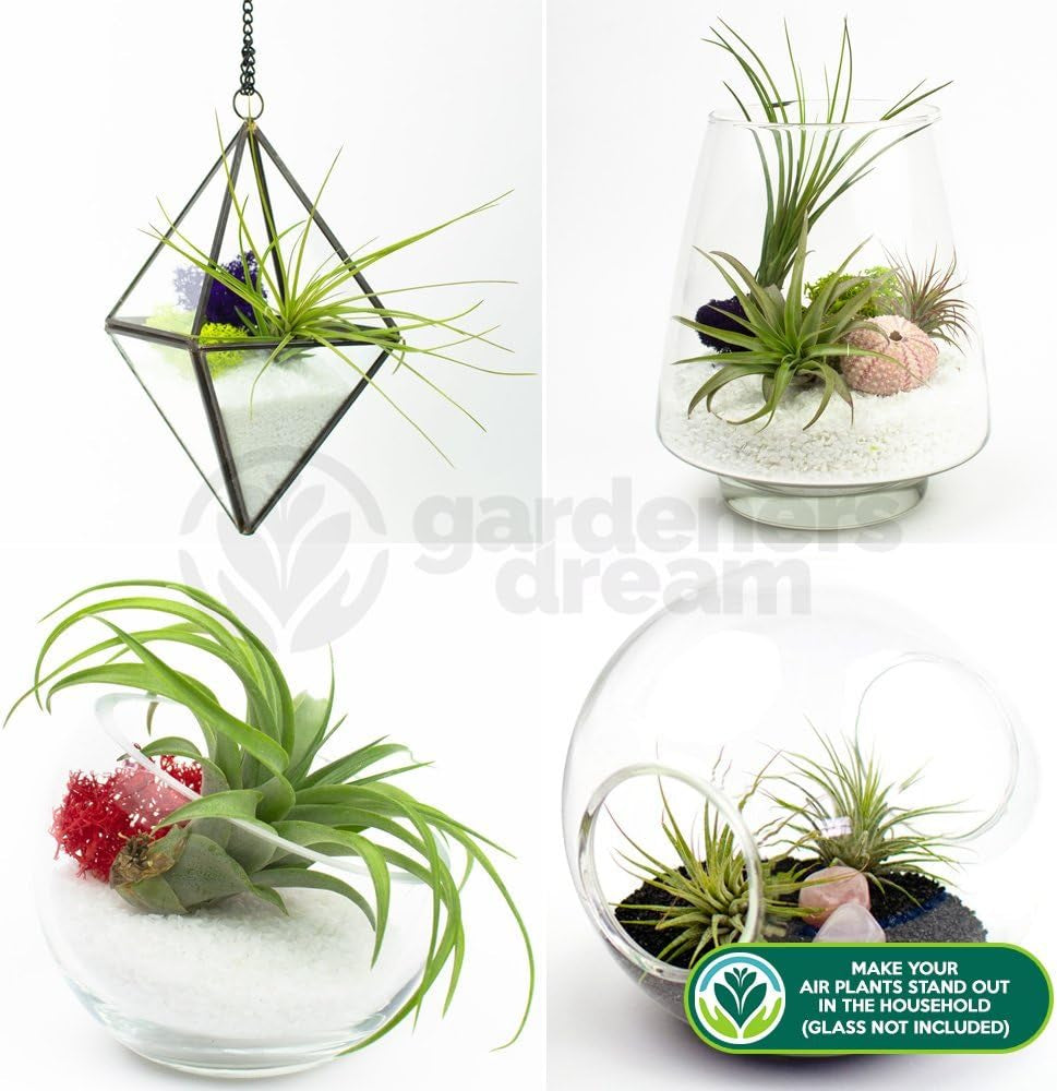 Marzenie ogrodnika: 4 rośliny Real Tillandsia - 4 rośliny powietrzne Real Tillandsia - Rośliny do terrariów - Rośliny do terrariów dekoracyjnych - Rośliny doniczkowe oczyszczające powietrze - Rośliny dekoracyjne - Prawdziwe rośliny