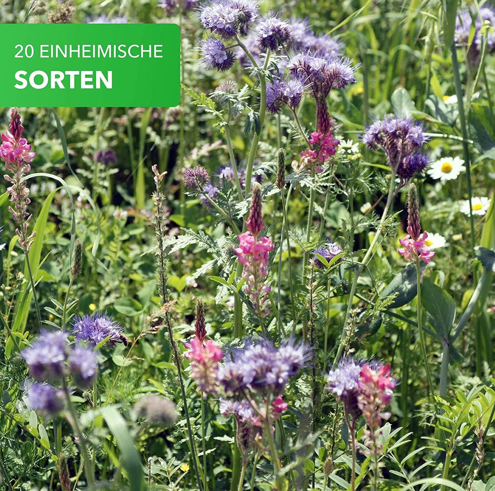 Magia Natury 800gr. Blumensamen Mischung - Bienen Paradies - Blühfreudige Bienenweide für 150 bis 250 m²