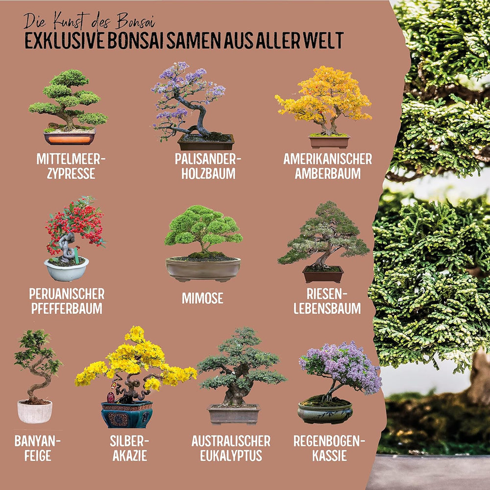 10 nasion Bonsai z 5 kontynentów | Nasiona egzotycznych drzew dla Twojego wyjątkowego Bonsai | Zestaw startowy i entuzjaści roślin | Nasz zestaw Bonsai jako wyjątkowy pomysł na prezent