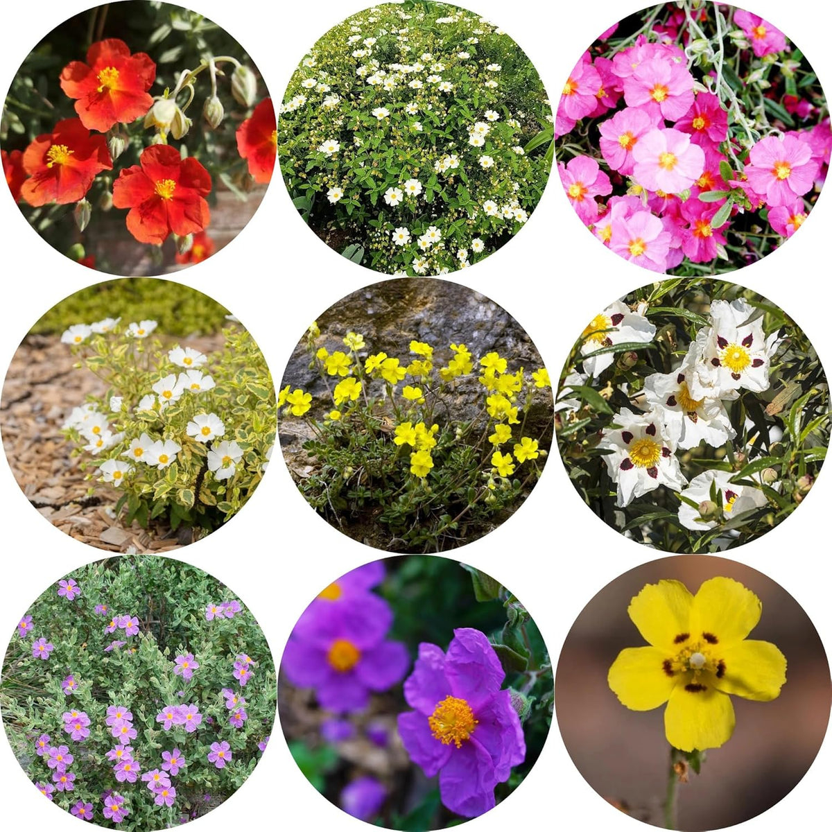 Zistrose Hecken Sträucher Herbst Deko Zistrosesamen Deko Wohnzimmer Balkon Sommerblumen Topfpflanzen Nachhaltige Geschenke Exotische Bio Grünpflanzen Blumensamen Gastgeschenk 160Samen