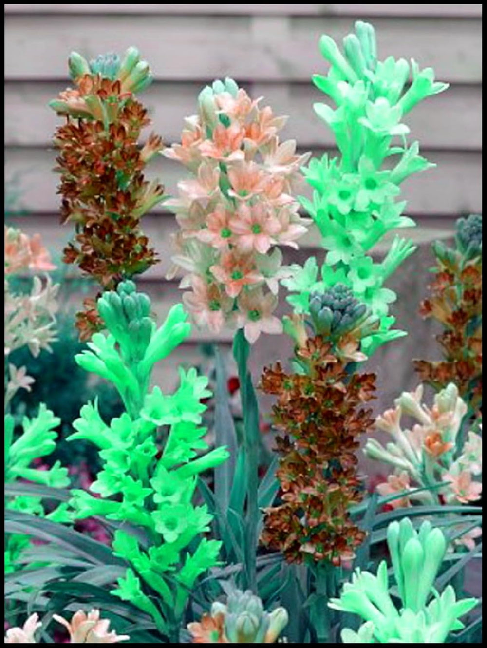 Mieszanka cebul kwiatowych, żarówka Mystery Magic, odporne sadzenie, odporna na zimę wieloletnia cebula kwiatowa, odporne cebule-3 cebule orchidei