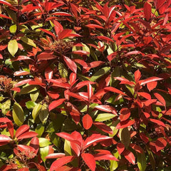 Glanzmispel Red Robin - Balkonpflanzen Outdoor Exotische Blühende Sträucher Winterhart Hecken Sträucher Garten Schnell Wachsende Sträucher Gartendeko Für Draußen Bodendecker Bio 700Samen