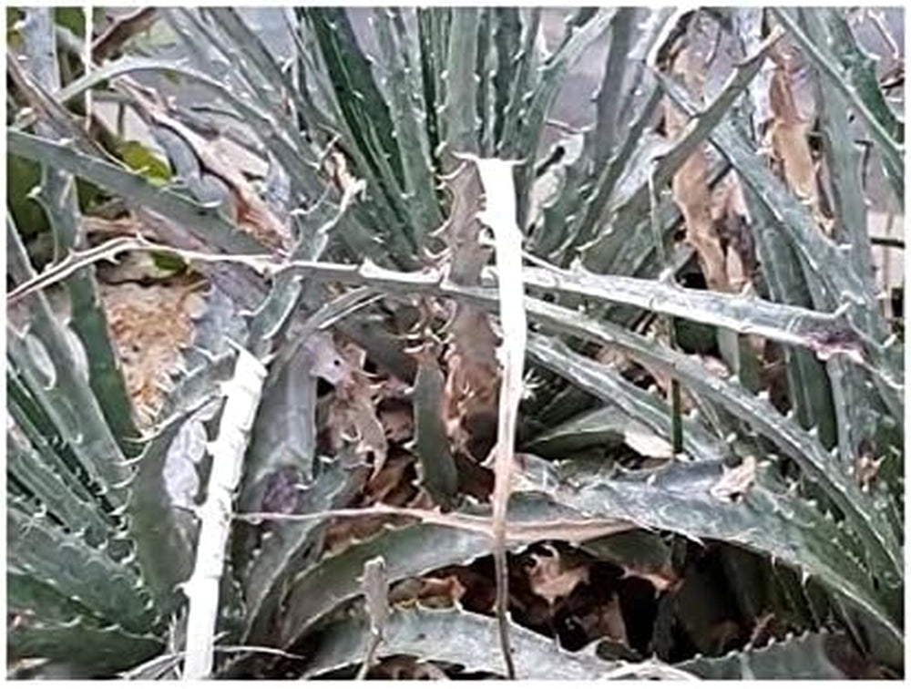 Stk - 10X Hechtia Montana Bromelie Garten Pflanzen - Samen ID577 -