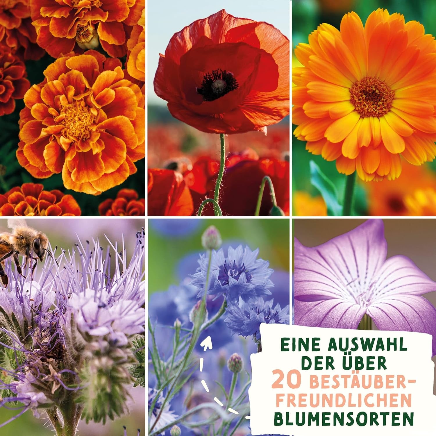 Nasiona łąk dzikich kwiatów | Nasiona kwiatów w prezencie wielkanocnym, nasiona traw wielkanocnych | Nasiona kwiatów wielkanocnych i prezenty wielkanocne dla dzieci | Nasiona dzikich kwiatów | Pakiety nasion na łąkę kwietną